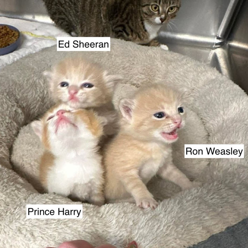 RON WEASLEY -AT PETSMART MADISON EAST - Domestic Shorthair available for adoption