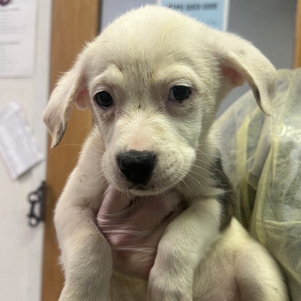 Millie — thumbnail 3