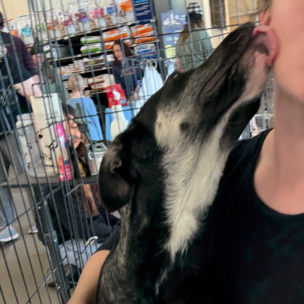 Diesel — thumbnail 4