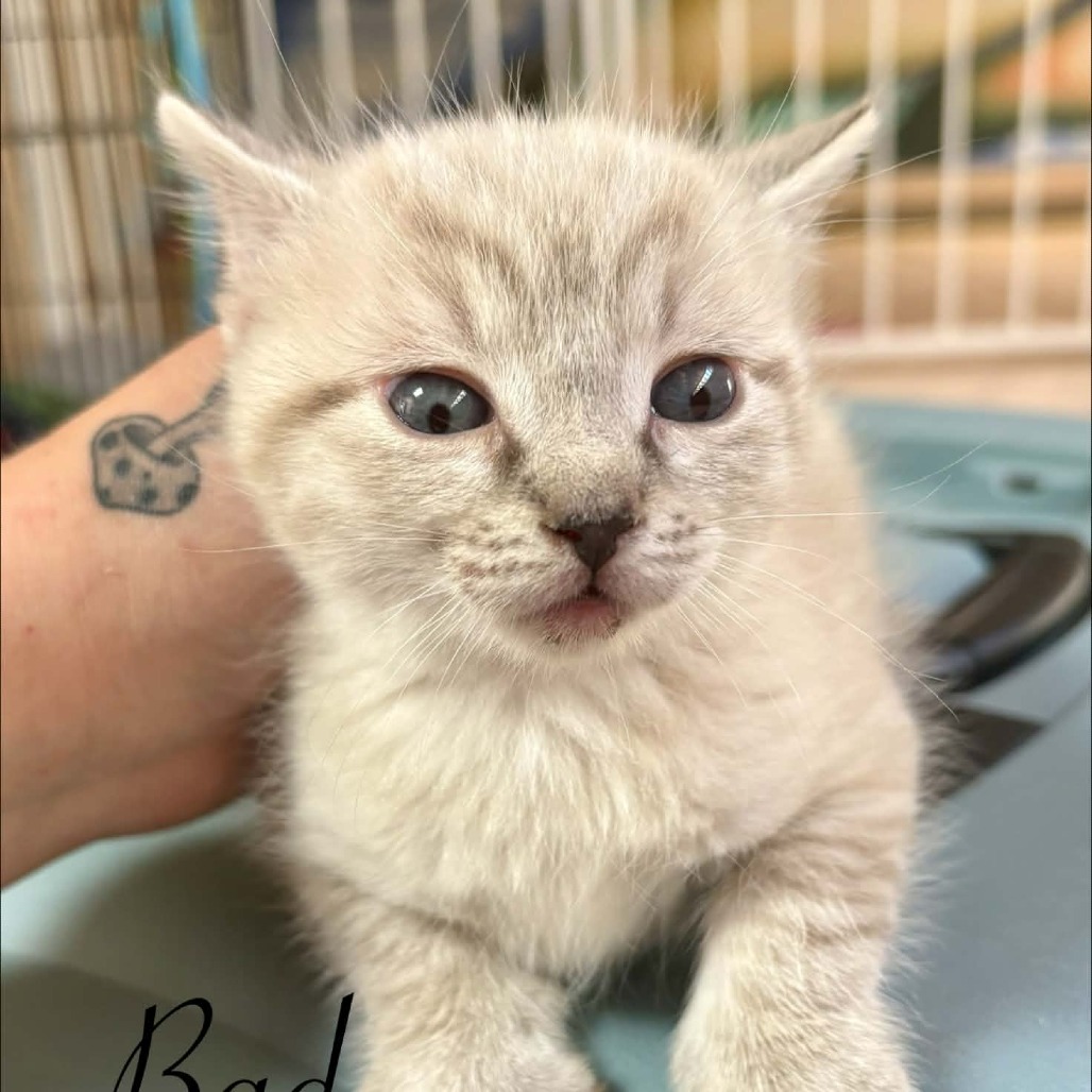 EMILIO - Domestic Shorthair / Siamese available for adoption