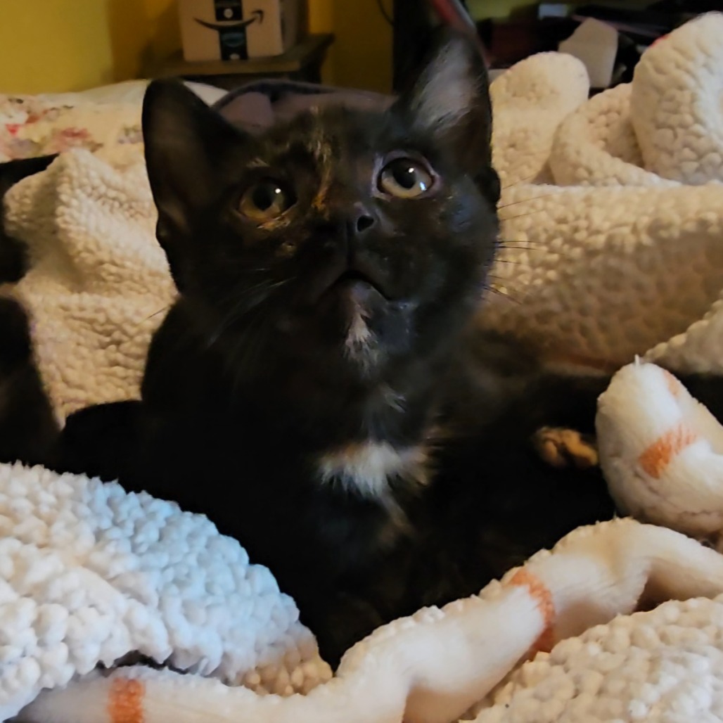 Lemon Shark: Female 2 Domestic Shorthair