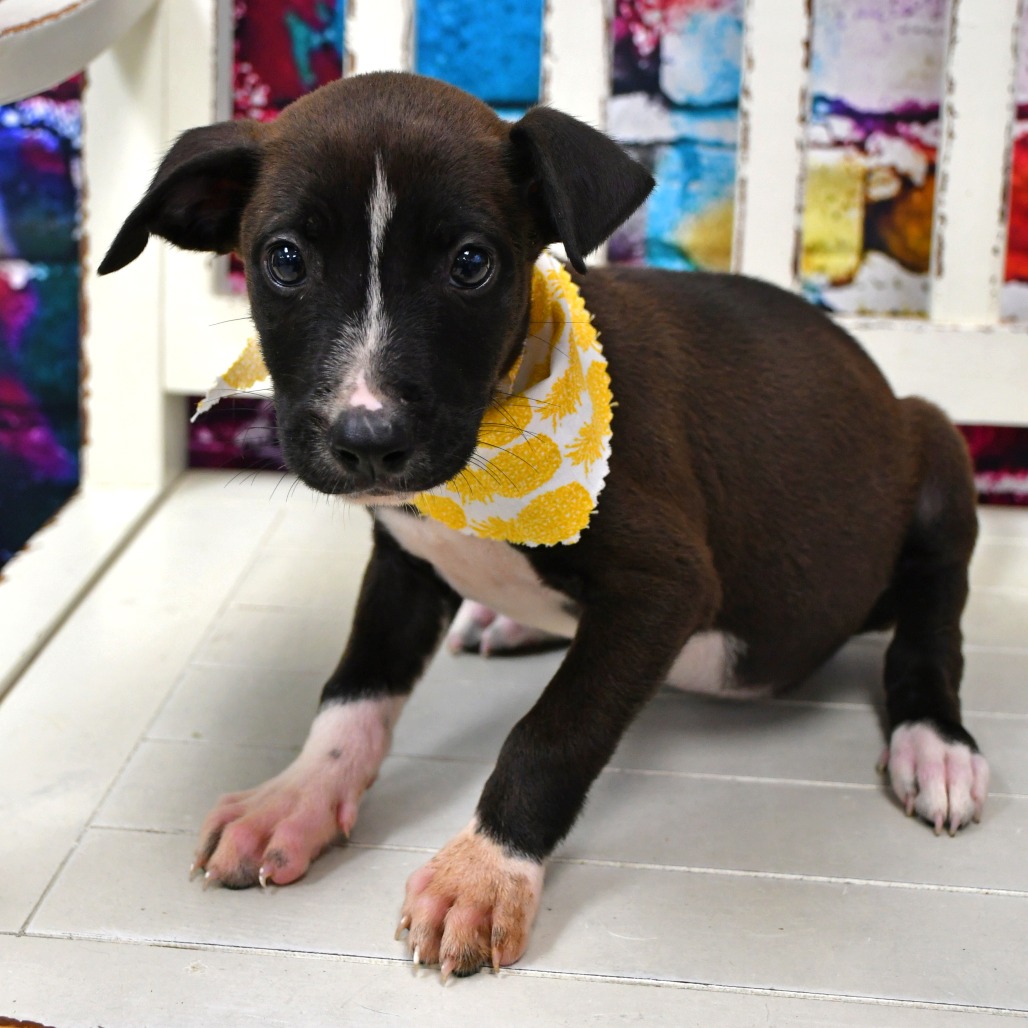NALA - Retriever, Black Labrador / American Blue Heeler available for adoption