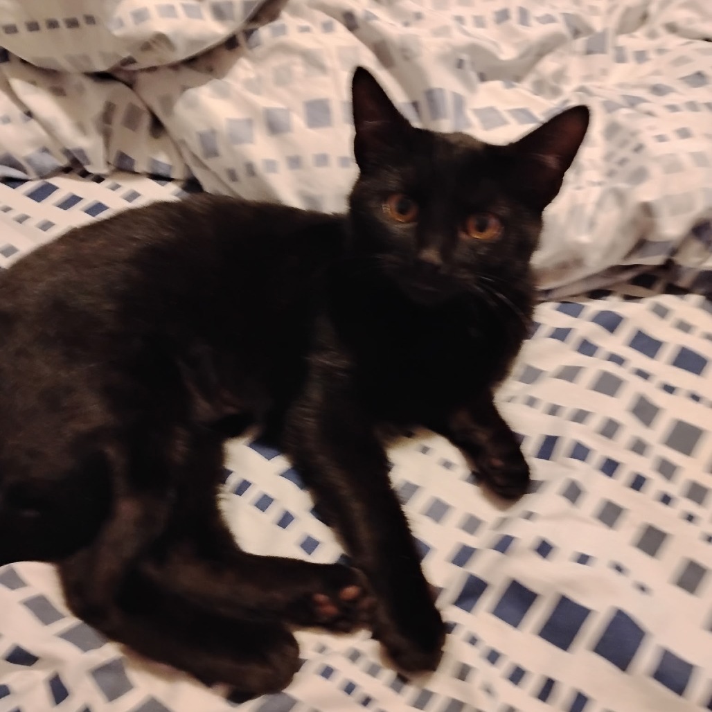 Indigo, an adoptable cat