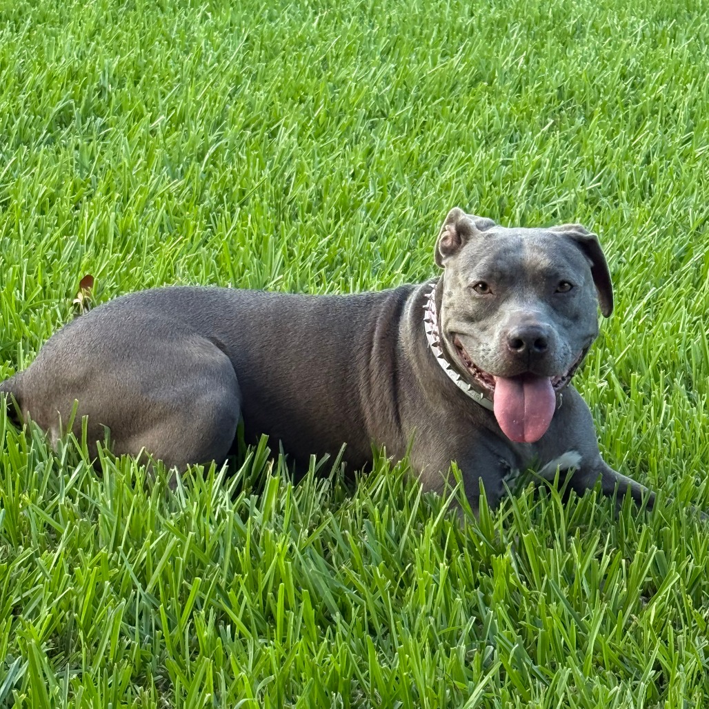 BREE - Terrier / American Pit Bull available for adoption