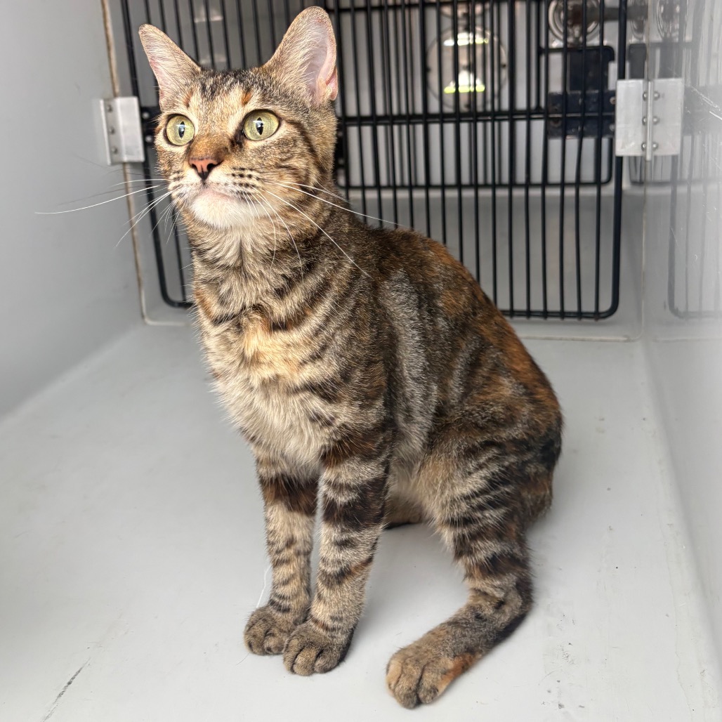 CARRIE - Domestic Shorthair available for adoption
