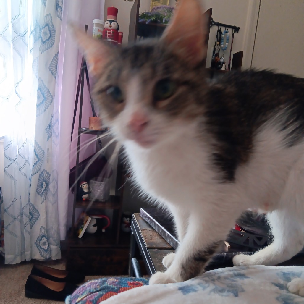 Lilly, an adoptable cat