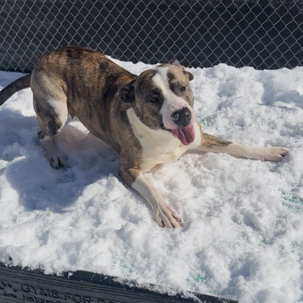 Ruby — thumbnail 5