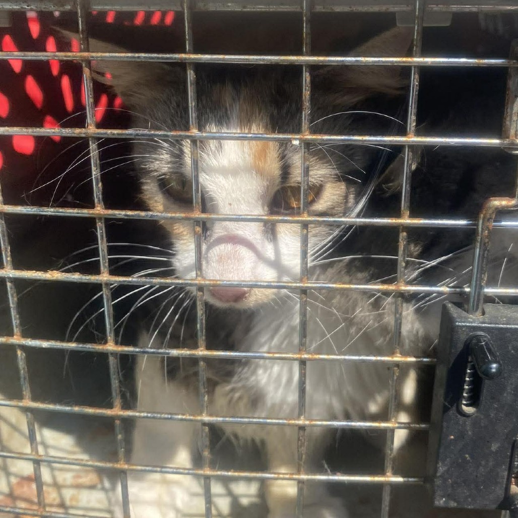 Peaches — thumbnail 6