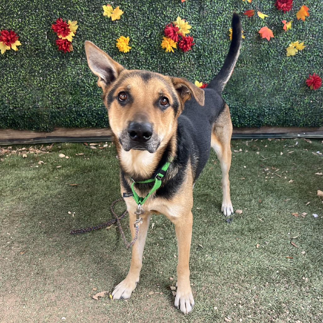 Jackson Pollock — thumbnail 9