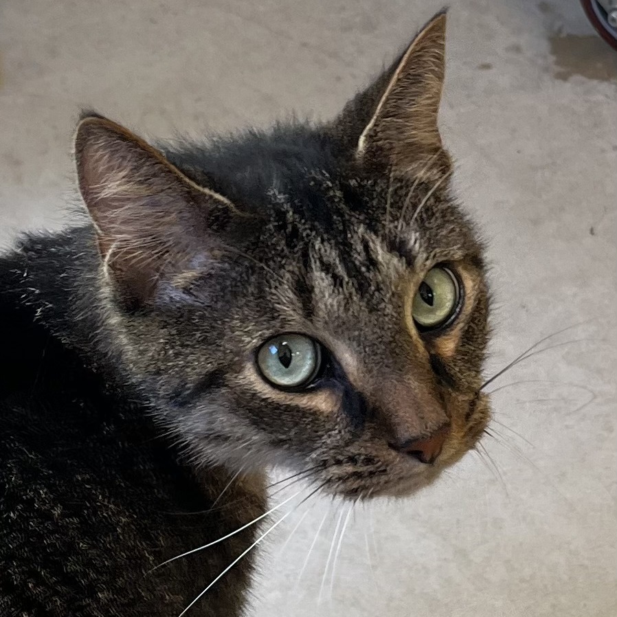 COPPER - Domestic Shorthair available for adoption