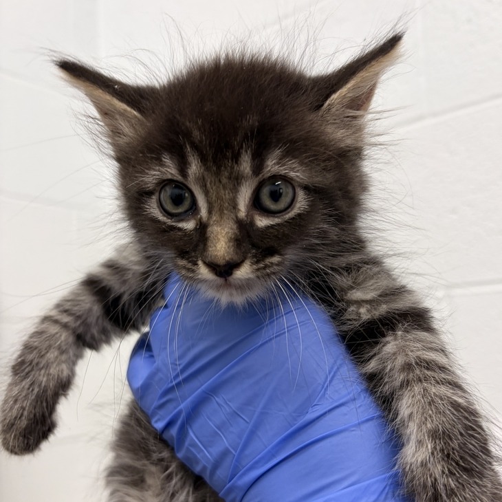 PAULIE (IN FOSTER) - Domestic Longhair available for adoption