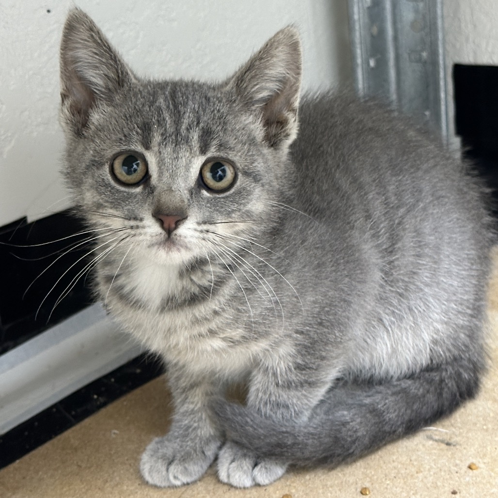 PENNY - Domestic Shorthair / Domestic Shorthair available for adoption