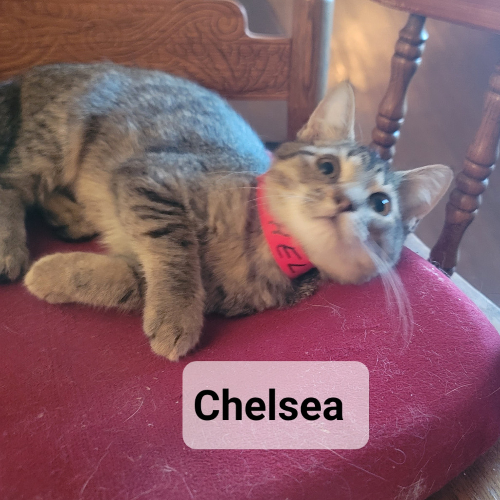 Chelsea, an adoptable cat