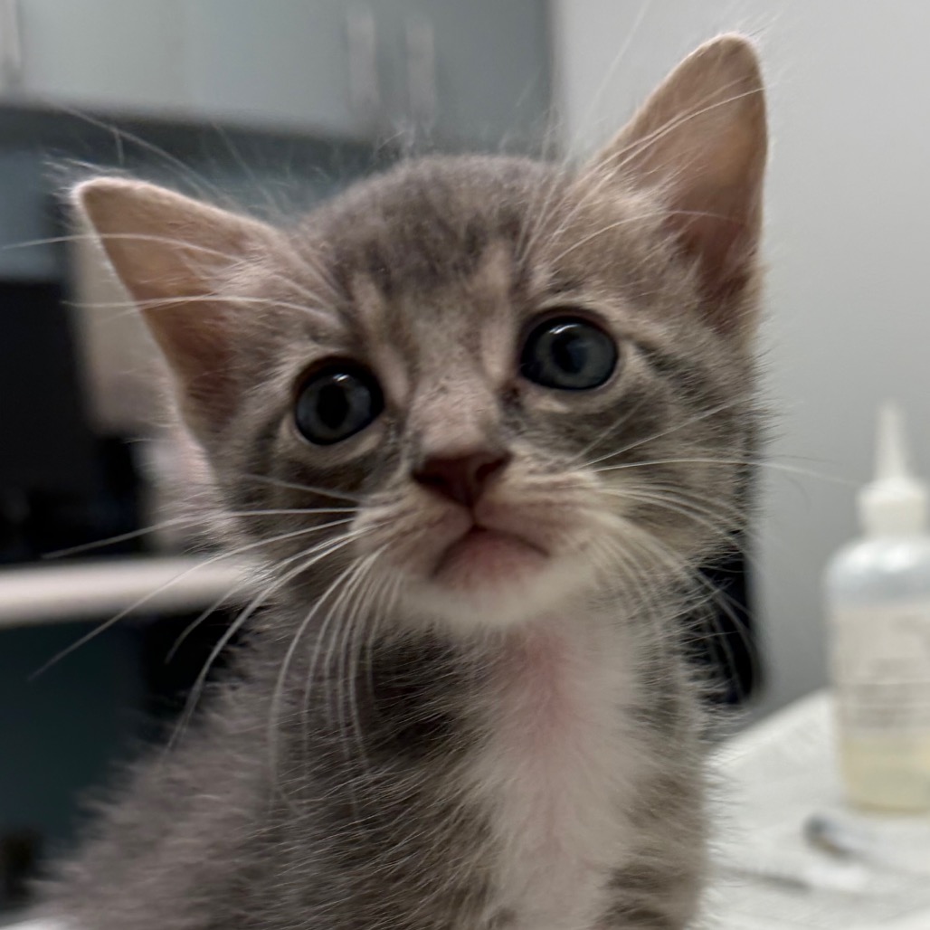 CHANILS - Domestic Shorthair available for adoption
