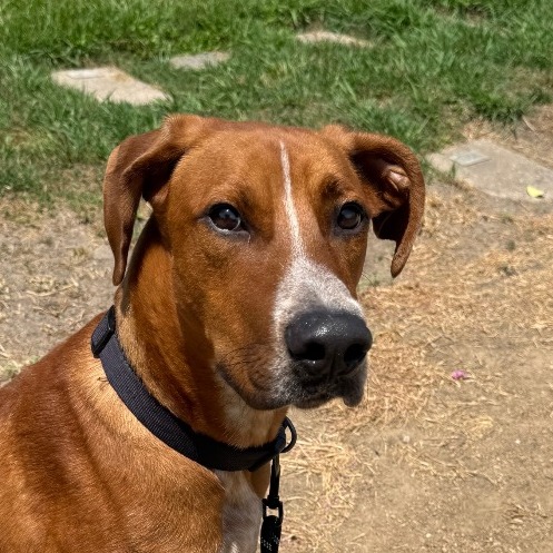 KING - Pointer / German Shorthaired available for adoption