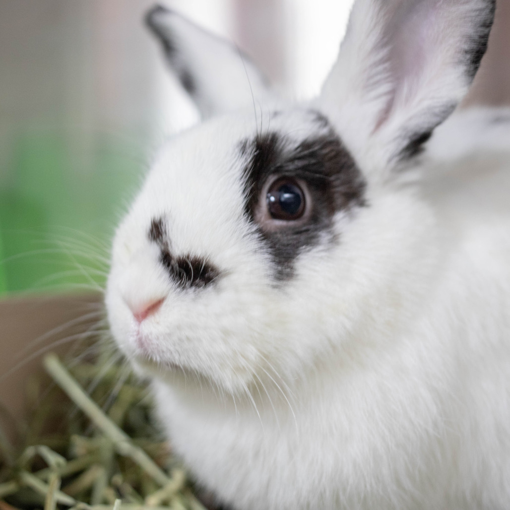 Oreo, photo 3