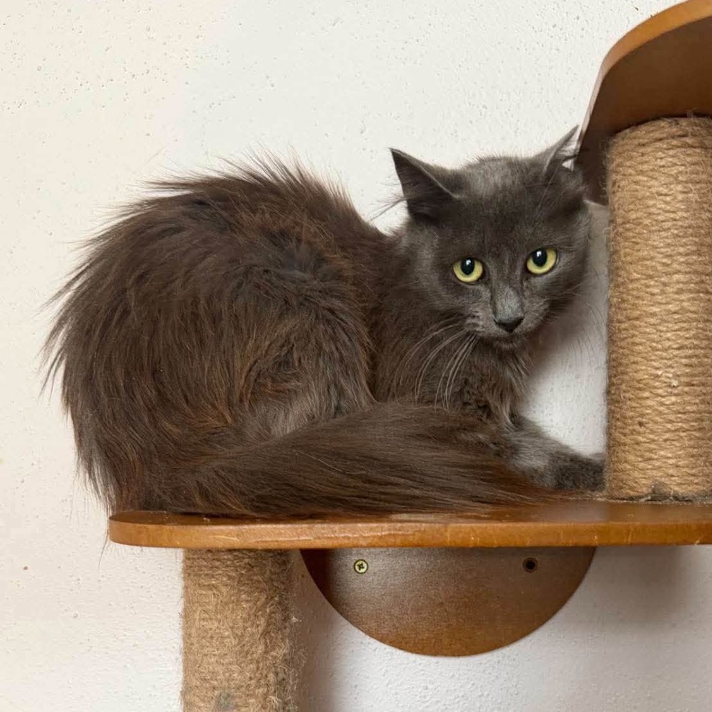 ALEXIS ROSE - Domestic Medium Hair available for adoption