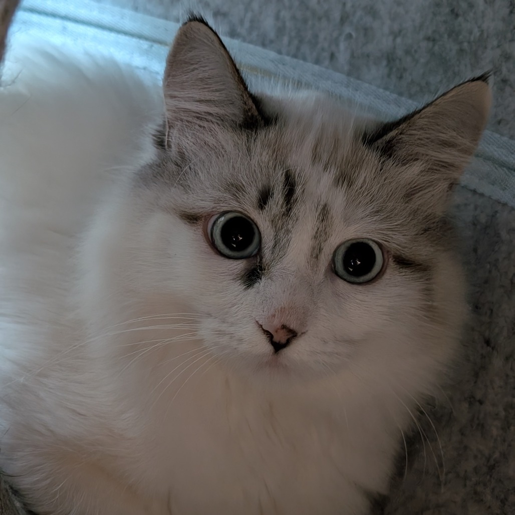 DUCHESS - Domestic Medium Hair available for adoption