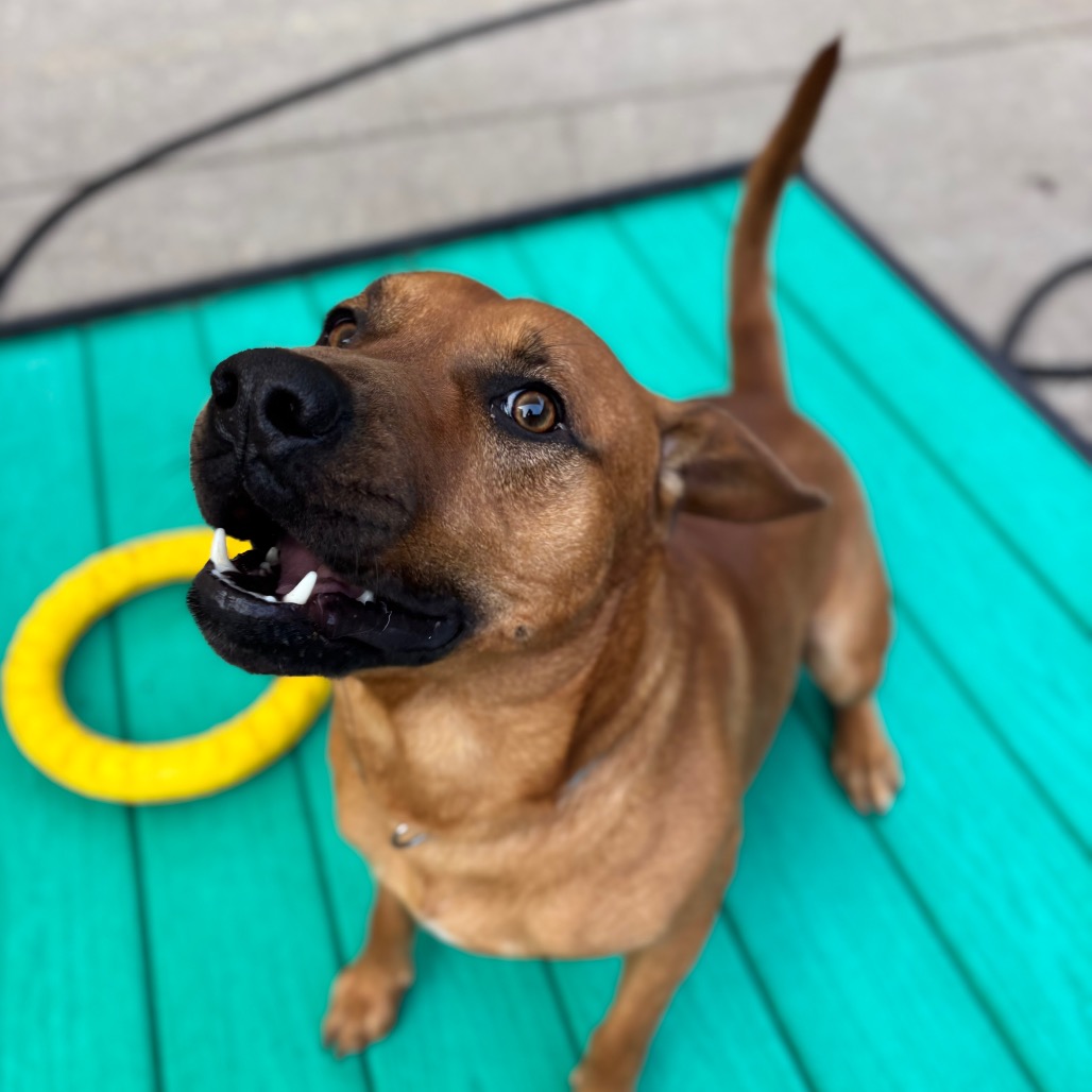 Toby — thumbnail 5