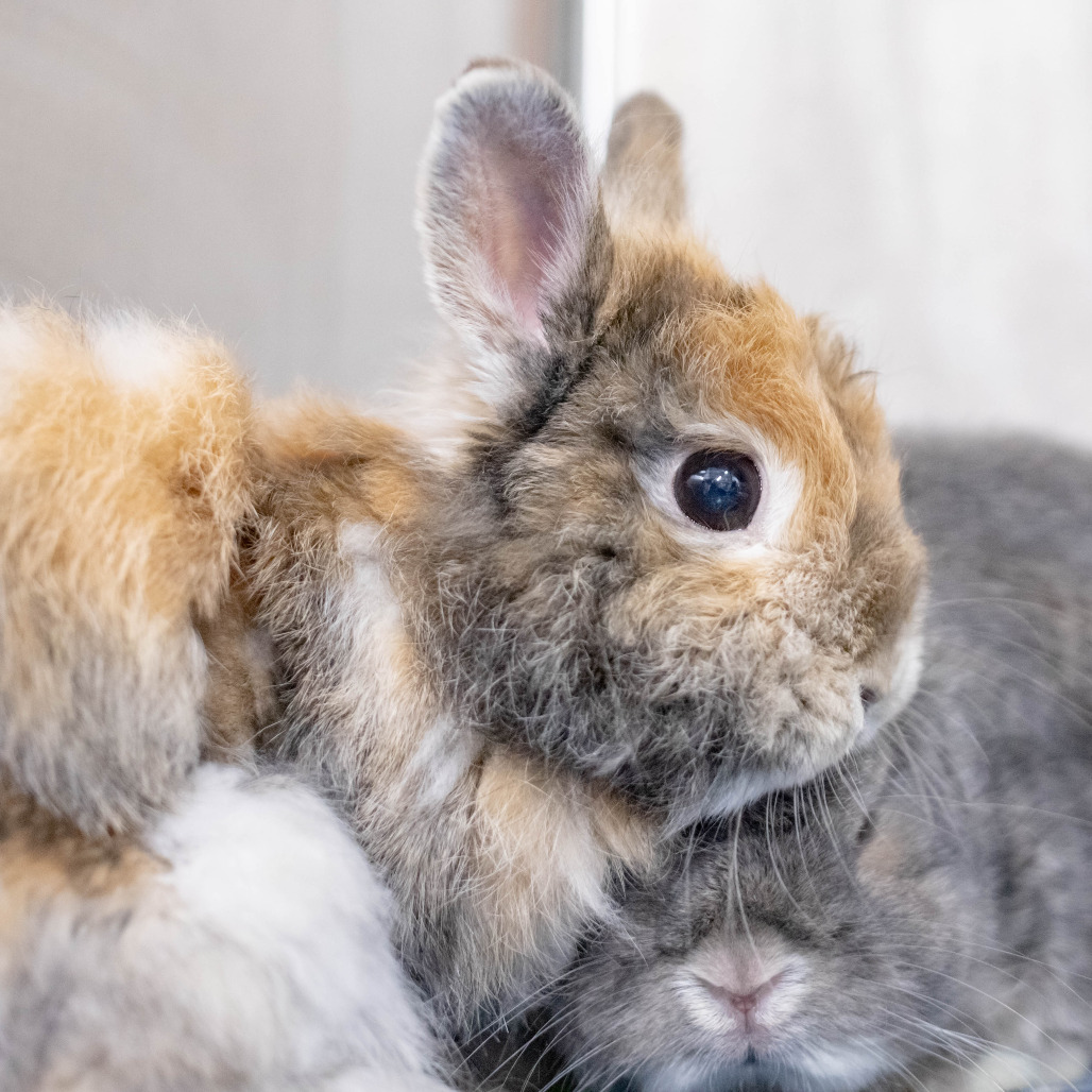 Acorn (bonded to Randi)