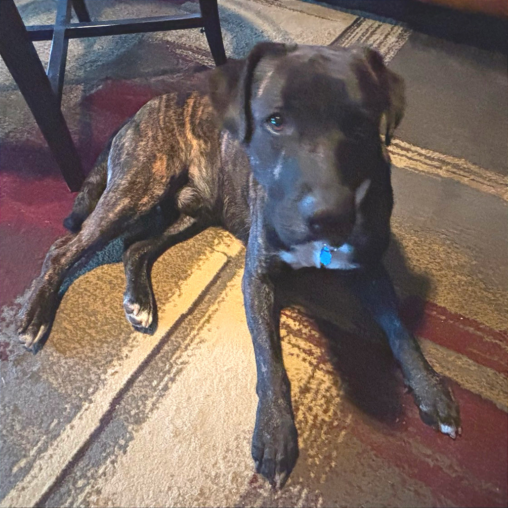 Pachi — thumbnail 11