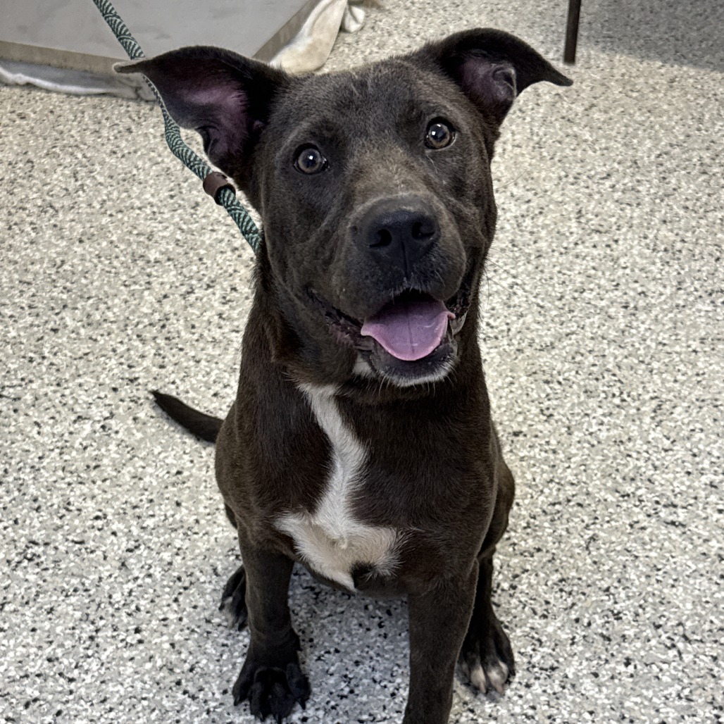 SNOW CONE - Terrier, American Staffordshire / Retriever, Labrador available for adoption