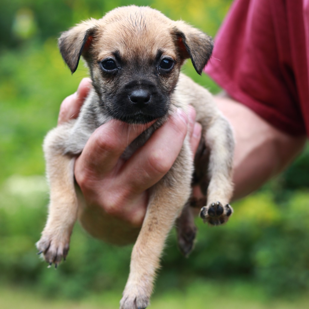 CT Gingersnap avail Sep 12 (Petco- Enfield, CT)