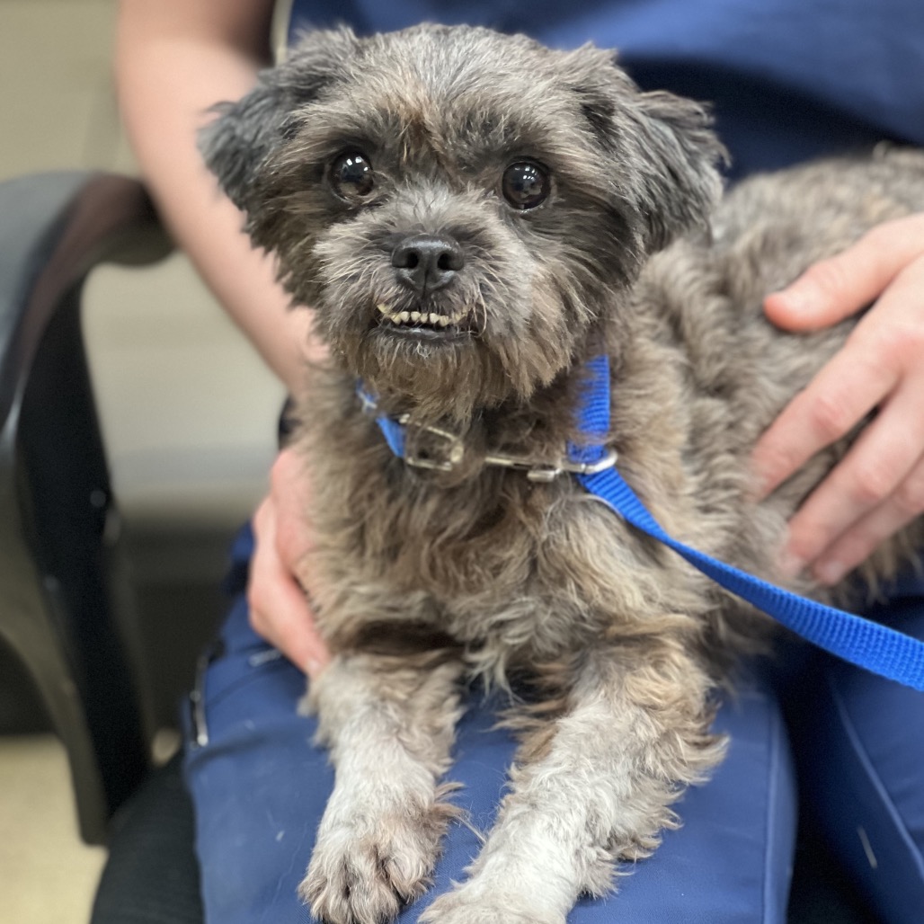 DONNA - Mixed Breed (Small) available for adoption