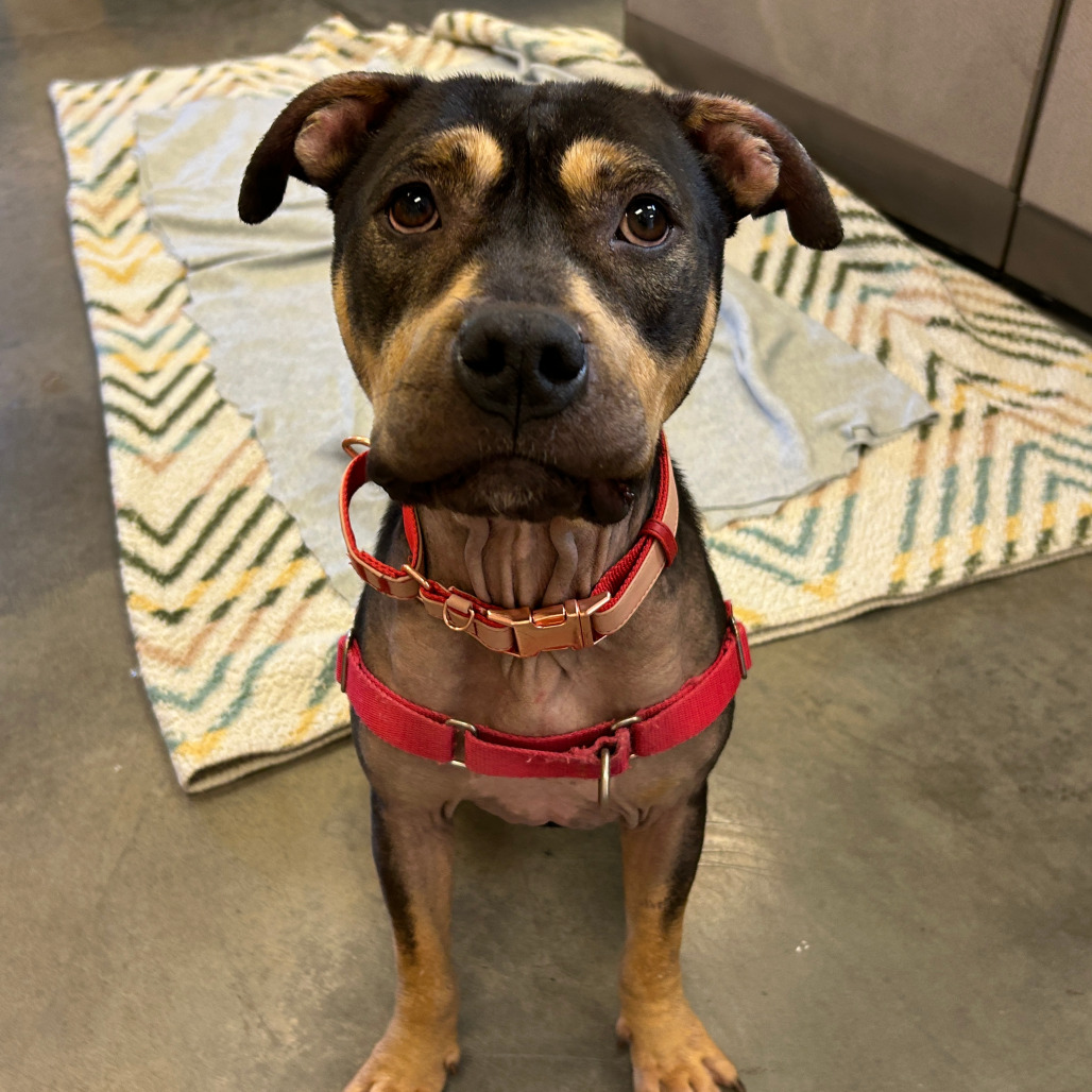Photo of Lilly 7