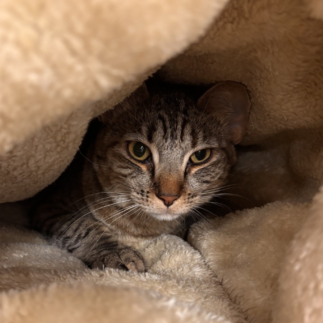 Tuna: Female 18 Domestic Shorthair