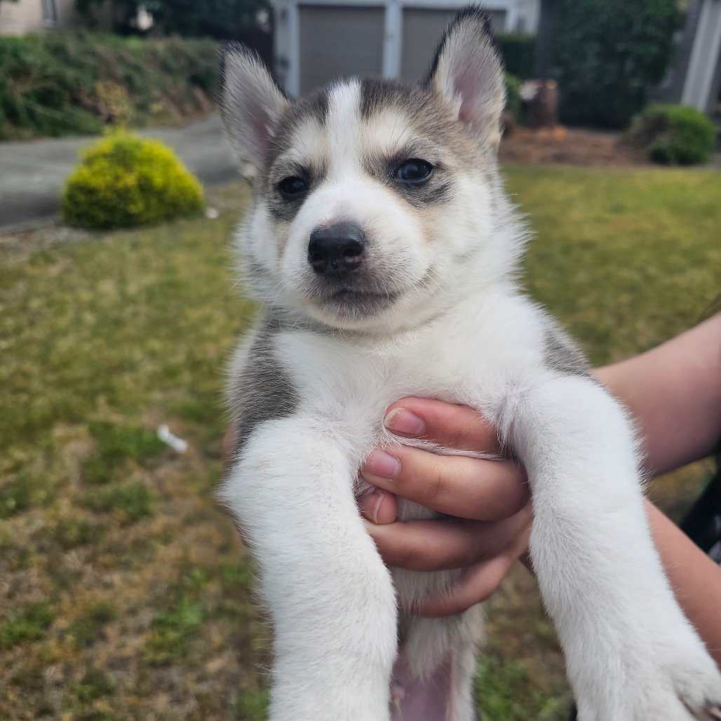 Max
