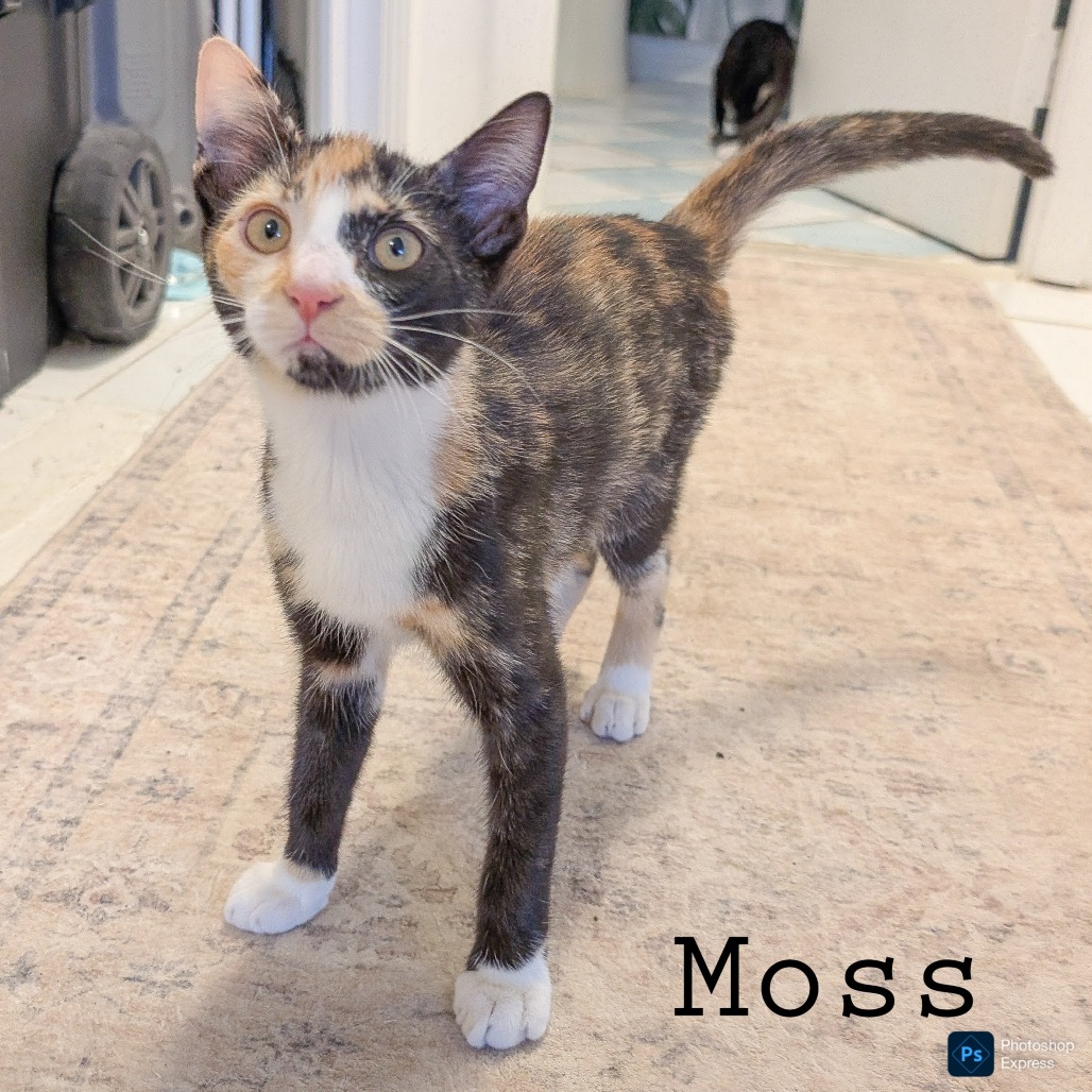 Moss, photo 6