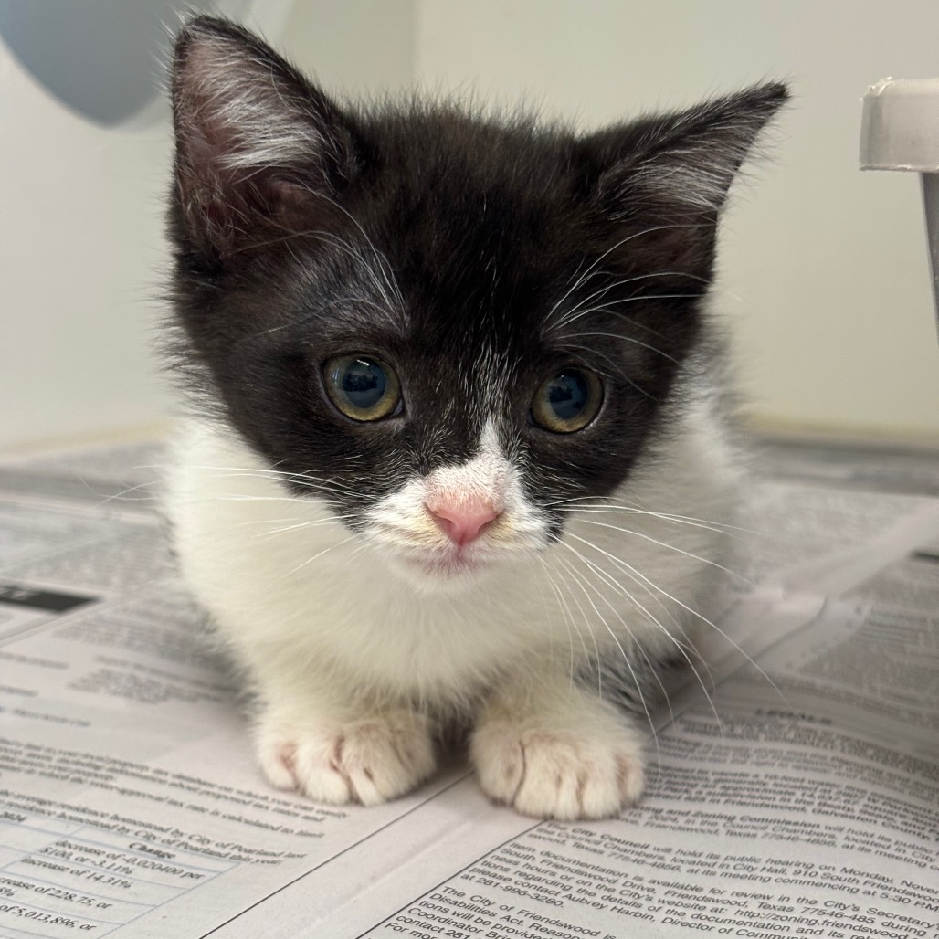 PONPON - Domestic Shorthair / Domestic Shorthair available for adoption