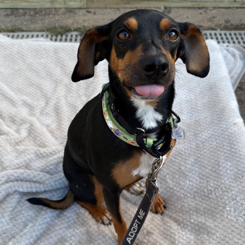 Trixie, photo 14