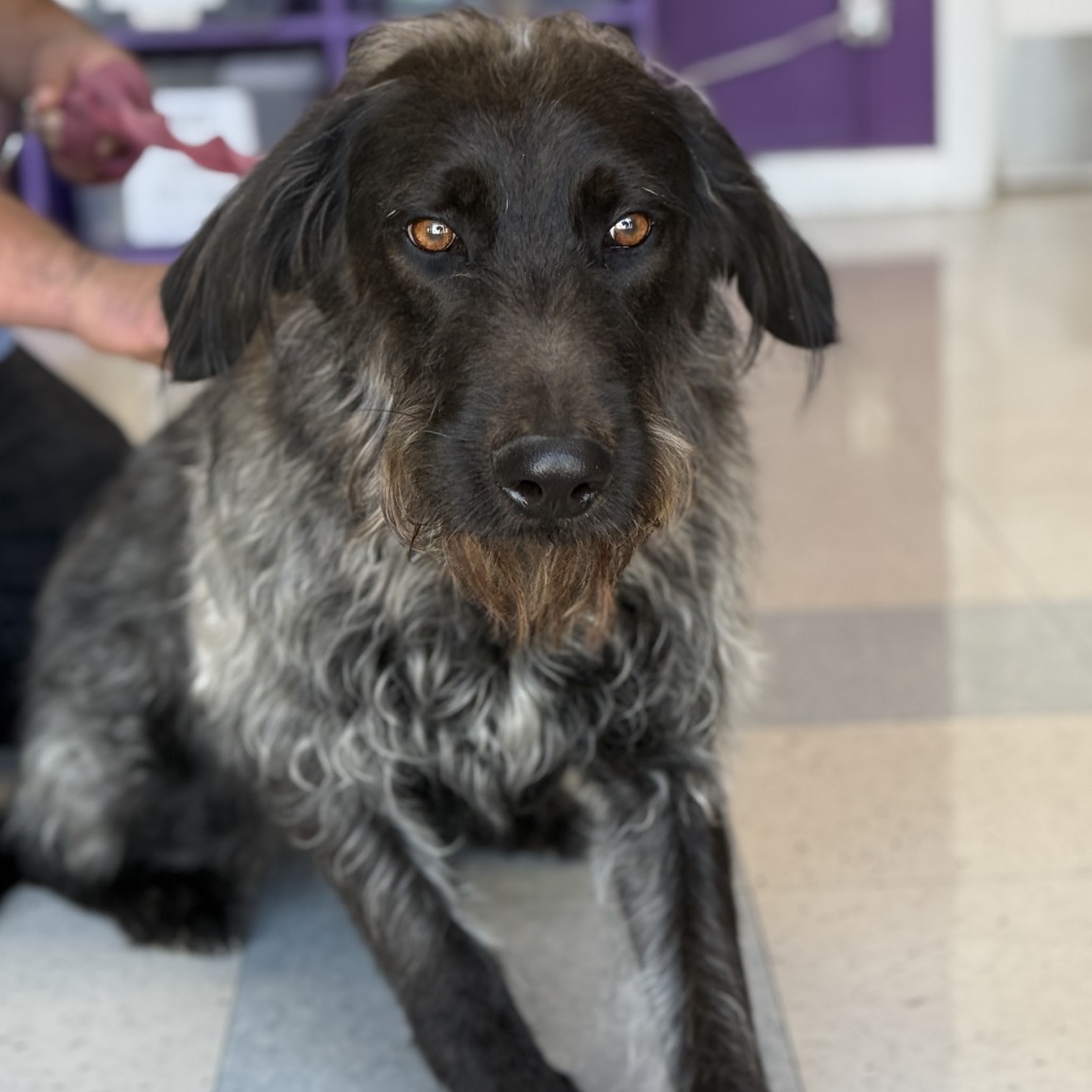 Luna Eclipse — thumbnail 4