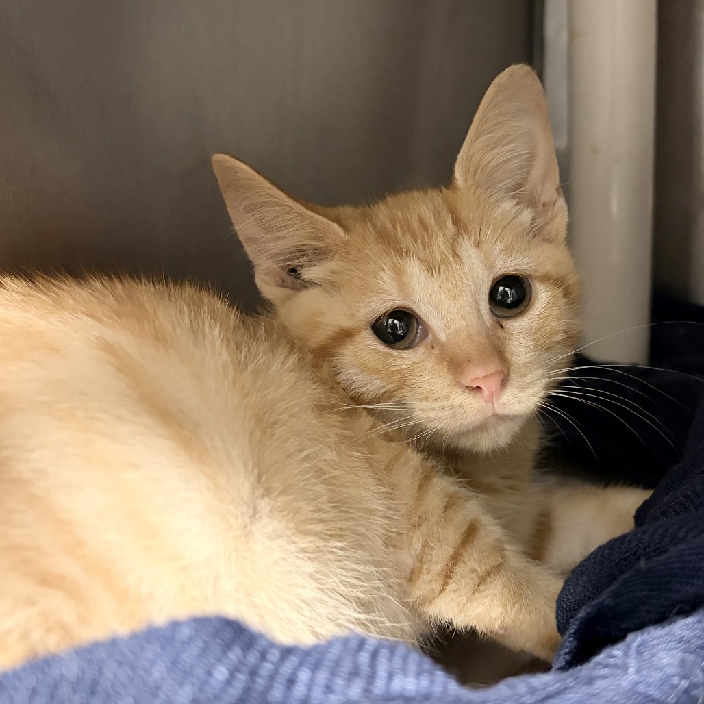 TANGO - Domestic Shorthair available for adoption