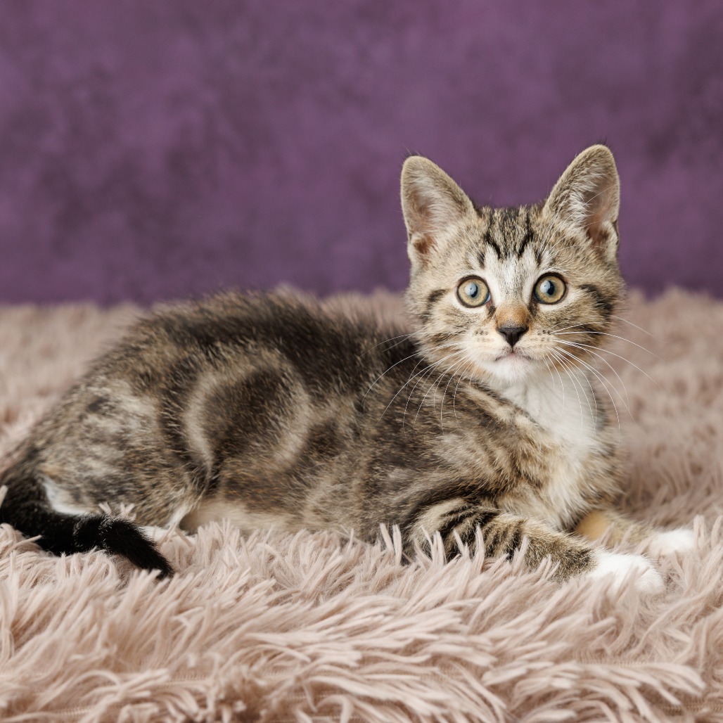 Quincy Cat, photo 6