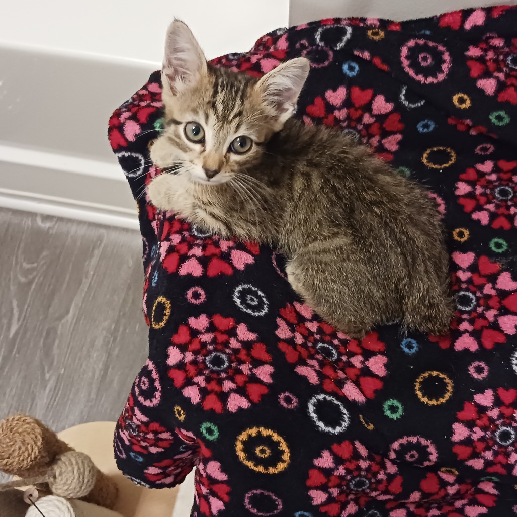 Marley — thumbnail 3