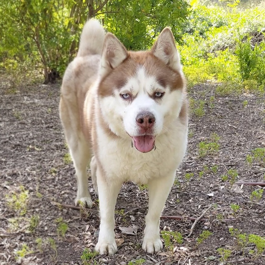 Apollo (C000-753) - Chino Hills Location, photo 32