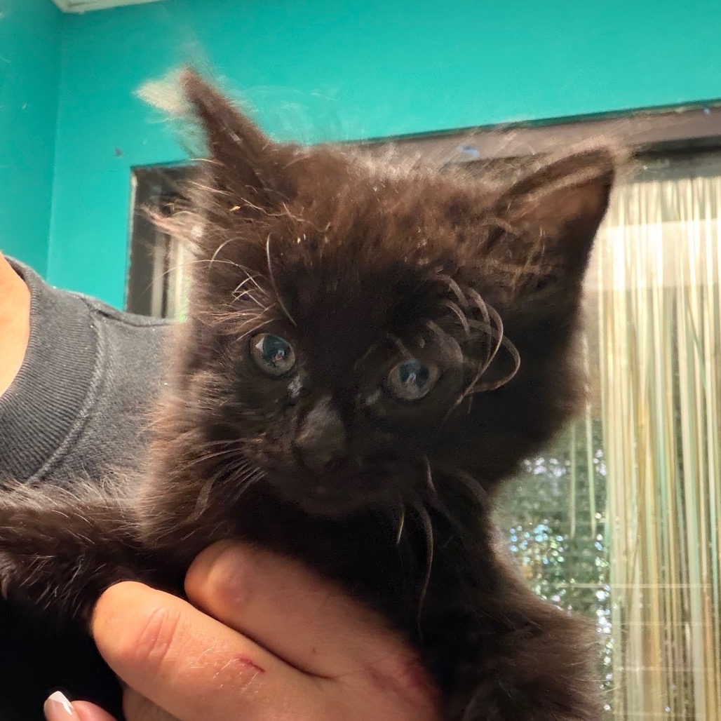 Josie, an adoptable cat at SPCA-BC