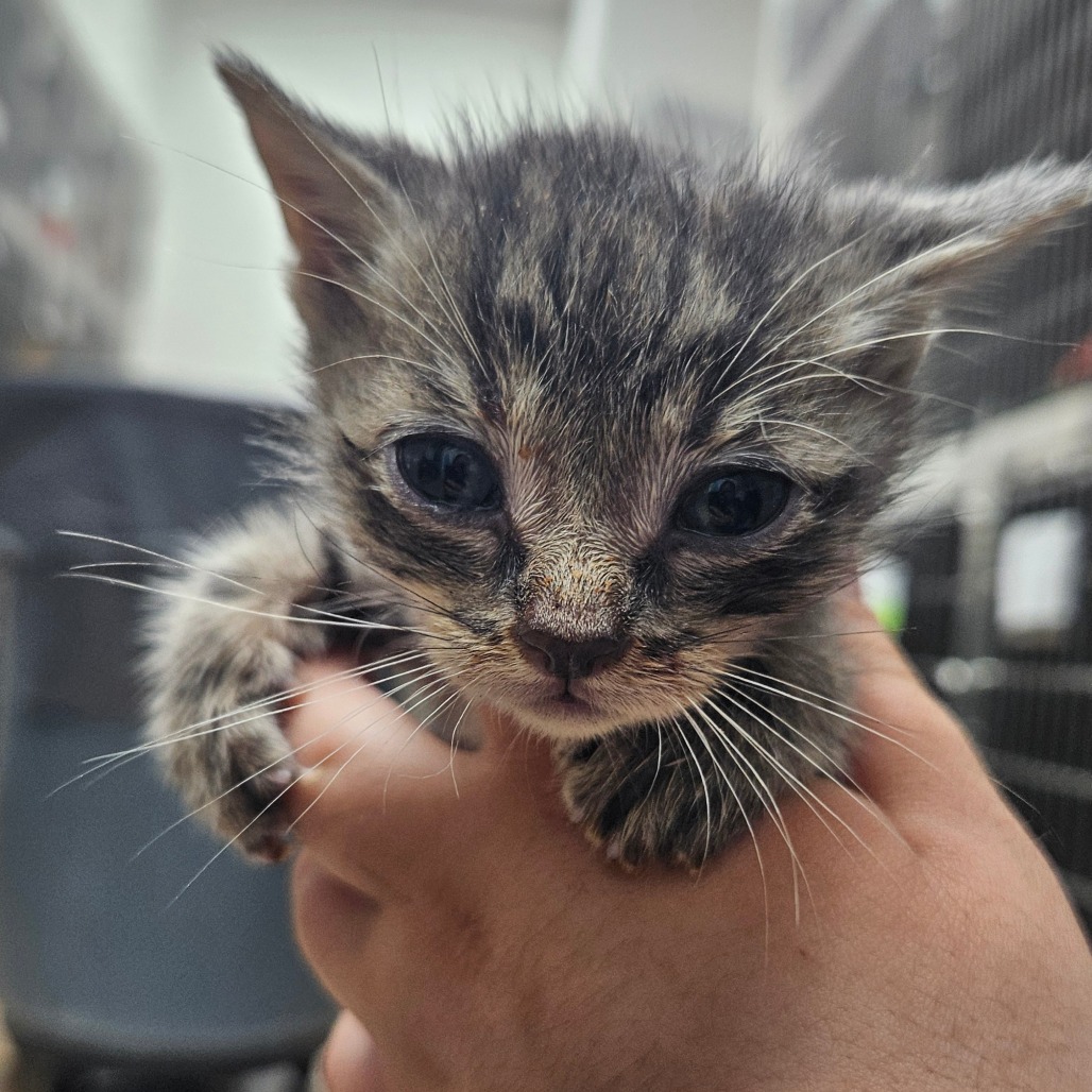 Kit Kat