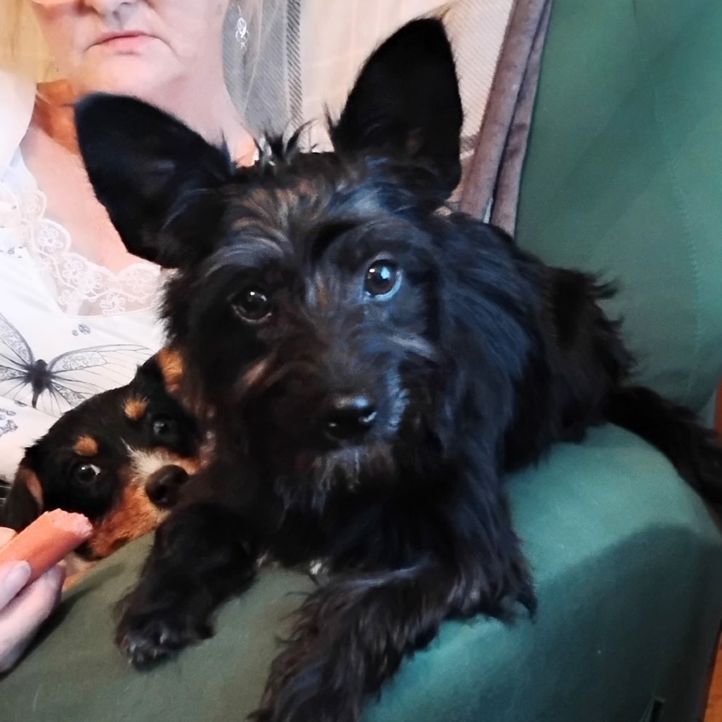Missy photo 5