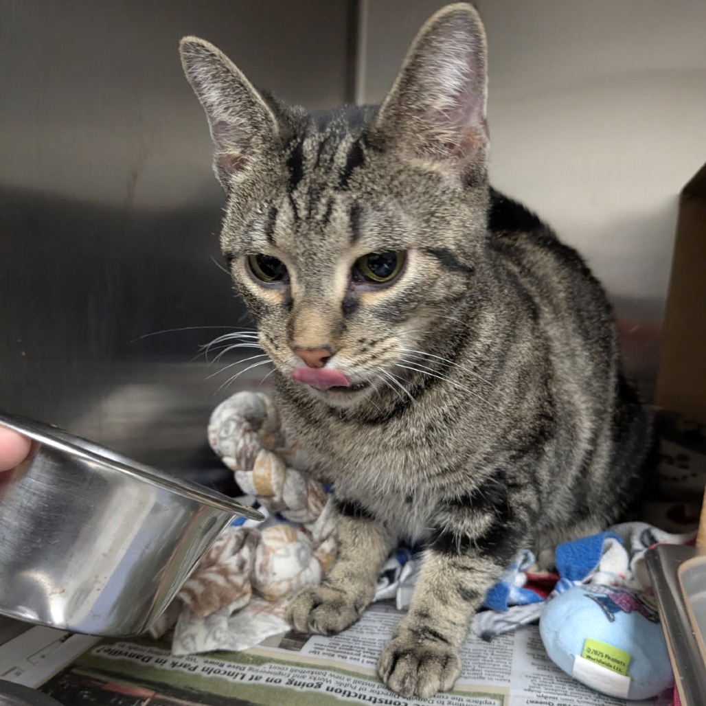 Shakira — thumbnail 2