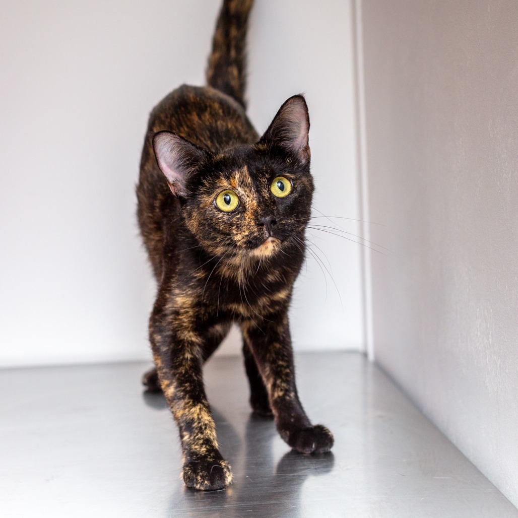 CLEO - Domestic Shorthair / Mix available for adoption