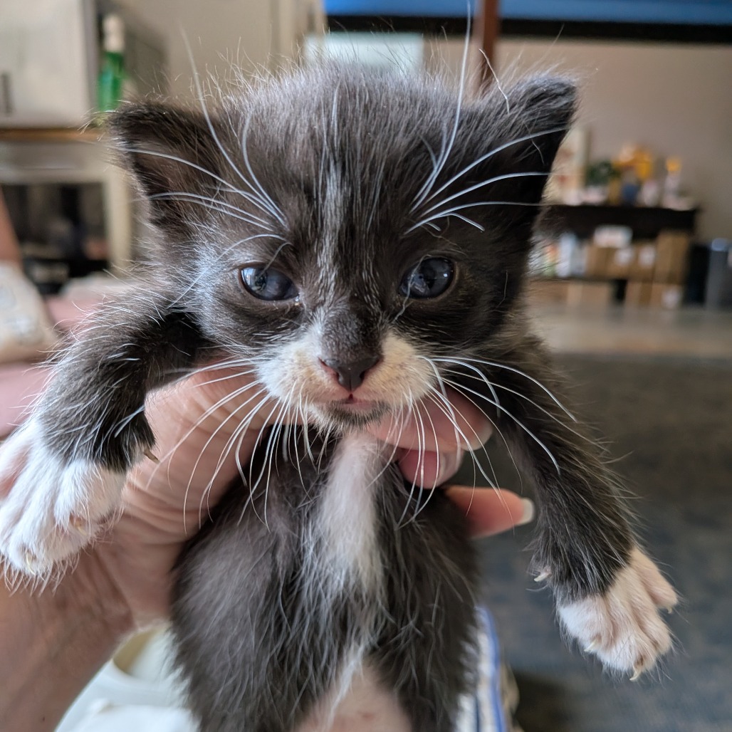 Oreo, photo 2