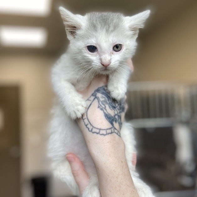 EYELASH - Domestic Shorthair available for adoption