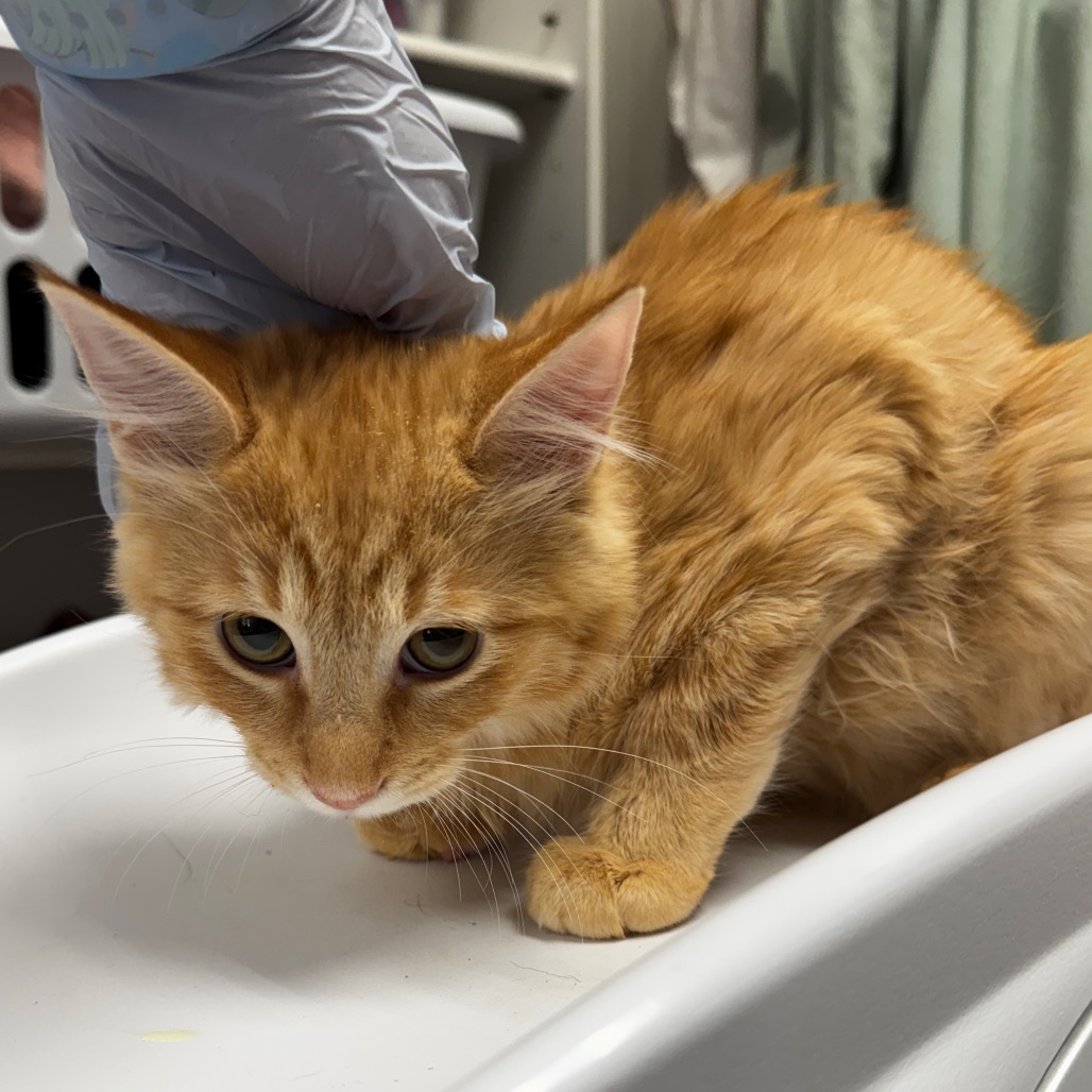 JACK - Domestic Medium Hair available for adoption
