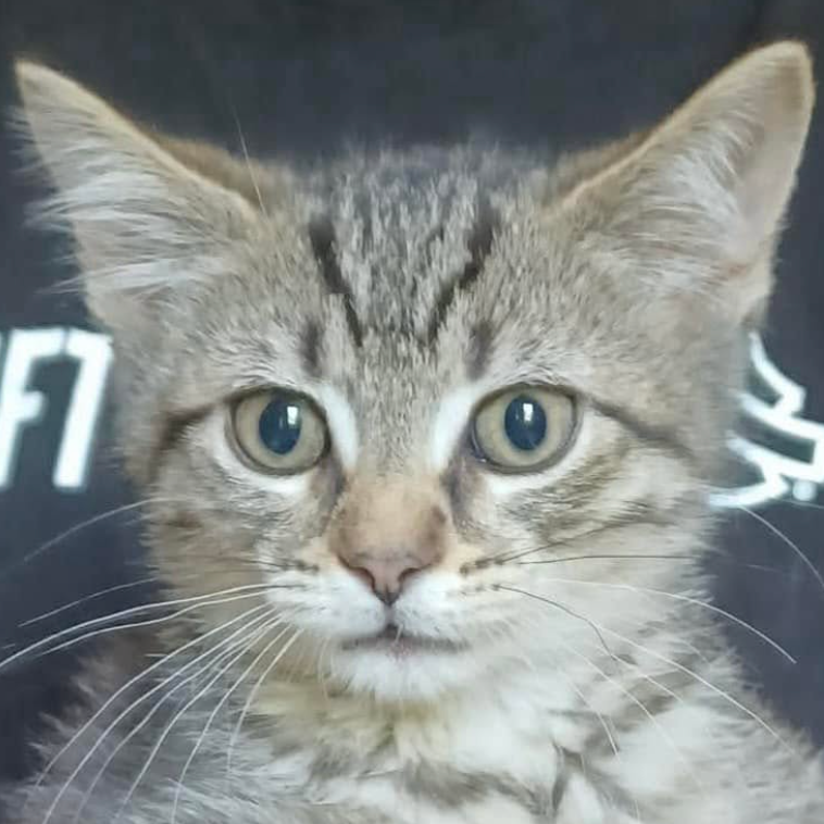 Daizy, available for adoption
