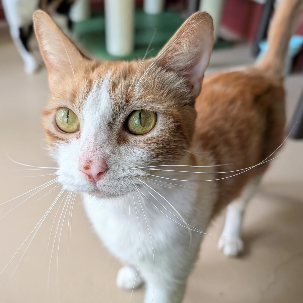 Simba, photo 9