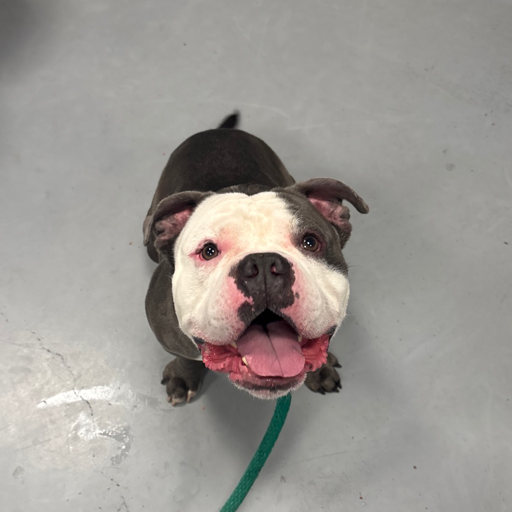 Rocko Rocks — thumbnail 3